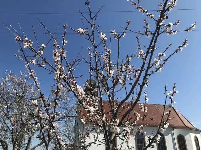 Die Mandelblüte zeigt sich in der Südpfalz oft nur für kurze Zeit – rund um Gleiszellen-Gleishorbach bildet sie im Frühjahr die Kulisse für das Mandelblütenfest | Foto: B. Bender
