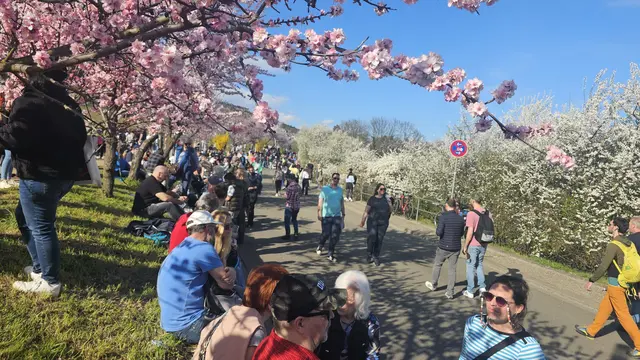 Zwischen blühenden Mandelbäumen lässt sich der Frühling besonders entspannt genießen. | Foto: Eva Bender