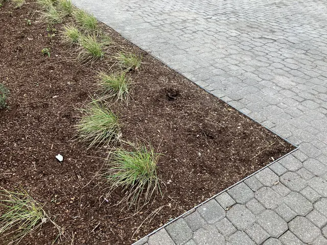 Vandalismus am Heinrich-Lang-Platz: Pflanzen fehlen kurz nach Pflanzung | Foto: Stadt Speyer/gratis