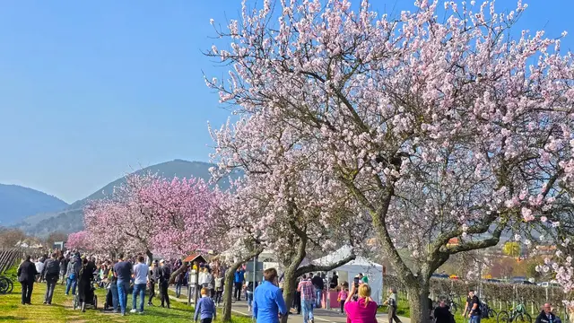 Zur Mandelblüte färben sich die Weinberge rund um Edenkoben jedes Jahr in zartes Rosa – zahlreiche Veranstaltungen begleiten den Frühlingsbeginn entlang der Weinstraße | Foto: Jens Vollmer