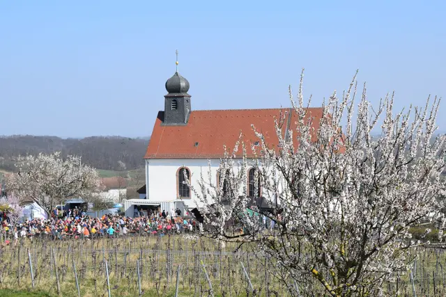 Mandelblütenfest Gleiszellen-Gleishorbach: Rund um die Dionysiuskirche in Gleiszellen konzentriert sich während des Mandelblütenfests der Festbetrieb mit Weinausschank und Besuchern | Foto: B. Bender