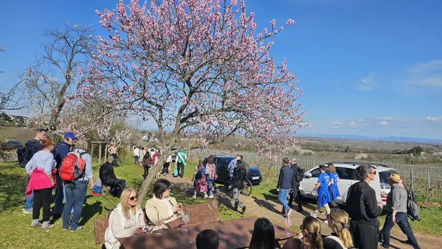 Zur Mandelblüte wird Gimmeldingen zum Treffpunkt für Spaziergänger, Weinfreunde und Ausflügler | Foto: Eva Bender
