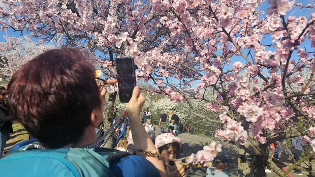 Die Mandelblüte als Fotomodel | Foto: Eva Bender
