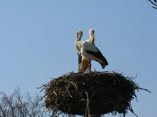 Foto: Gunter Bohrer