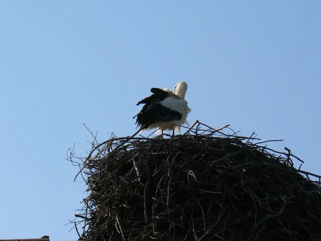 Foto: Gunter Bohrer