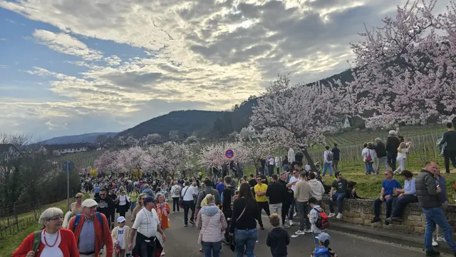 Mandelblüten so weit das Auge reicht | Foto: Eva Bender