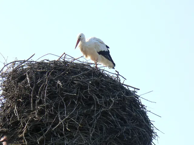 Foto: Gunter Bohrer