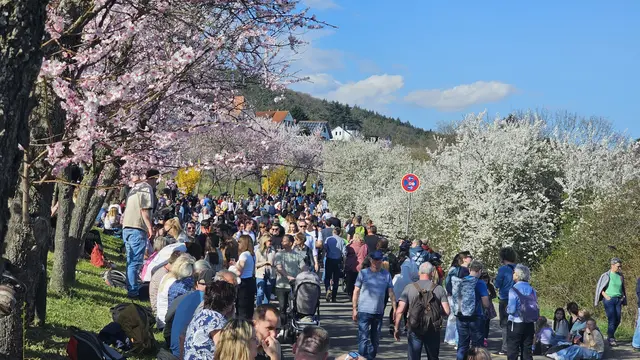 Die Mandelblüte lockt am zweiten Wochenende wieder zahlreiche Besucher nach Gimmeldingen. | Foto: Eva Bender