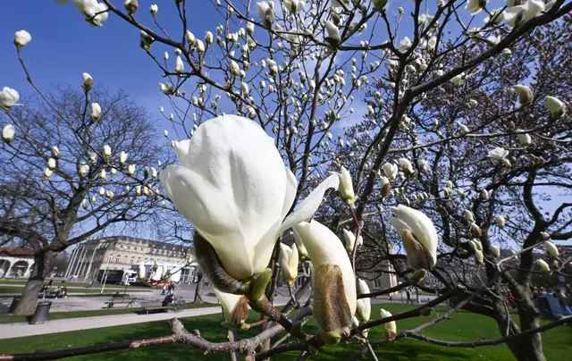 Die Sonne meldet sich in Baden-Württemberg zurück. (Symbolbild) | Foto: dpa