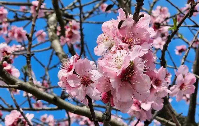 Während der Mandelblüte verwandeln sich viele Strecken in beliebte Fotomotive. | Foto: Eva Bender