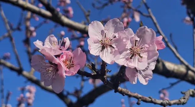 Zarte Mandelblüten prägen das Frühlingsbild rund um Deidesheim | Foto: Eva Bender