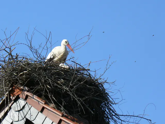 Foto: Gunter Bohrer
