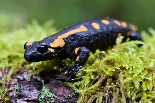 Gemäß Bundesartenschutzverordnung und Bundesnaturschutzgesetz gilt der Feuersalamander in Deutschland als «Besonders geschützt»  - Symbolbild  | Foto: dpa