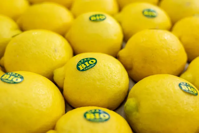 Wer auf Nummer sicher gehen möchte, wählt bei Zitronen die Bio-Variante, da im ökologischen Anbau sowohl chemische Pflanzenschutzmittel als auch konservierende Nachbehandlungen verboten sind. (zu dpa: «Woran erkenne ich unbehandelte Zitronen?») | Foto: dpa