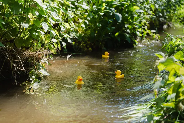 So manche Rennente schwimmt auch ganz gemütlich durch die Isenach. Alle natürlichen und künstlichen Hindernisse sind Bestandteil der Rennstrecke. Enten, die unterwegs vom Weg abkommen, werden durch Helfer wieder auf die Rennstrecke gebracht. | Foto: Vassilios Chorozidis