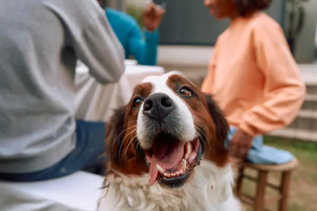 Zecken in innerstädtischen Parks und die Relevanz von Prävention bei Hunden und Katzen. | Foto: Boehringer Ingelheim