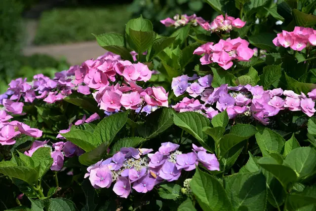 Schnitt nach Blühverhalten: Tellerhortensien blühen am alten Holz und werden daher nur vorsichtig zurückgeschnitten. | Foto: dpa