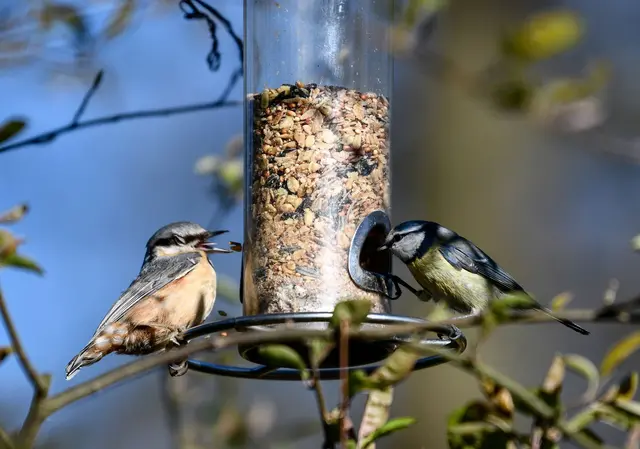 Wichtige Futterstellen: Trotz frühlingshafter Tage bleiben natürliche Futterquellen für Vögel im März oft knapp. | Foto: dpa