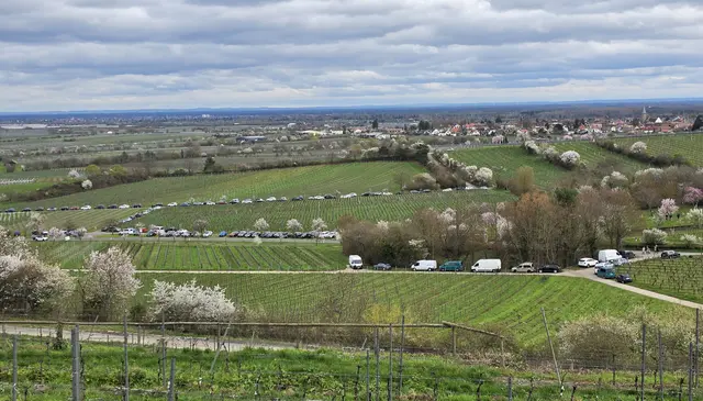 Mandelblüte: Parkplatz Gimmeldingen Süd am Sonntag dicht | Foto: Eva Bender