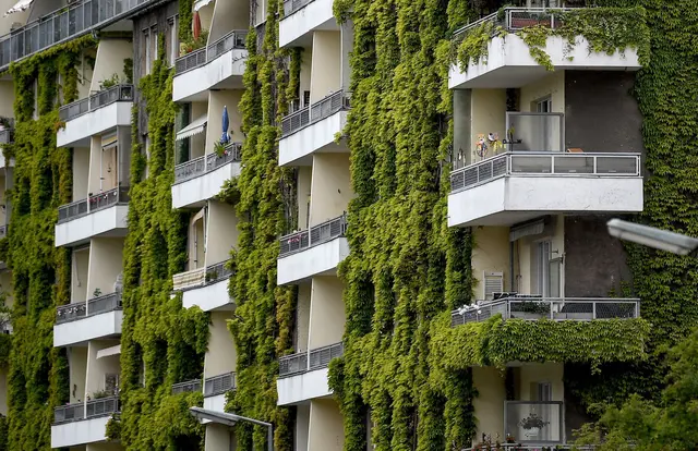 Pflanzen an der Fassade sorgen im Sommer für Schatten und im Winter für zusätzliche Dämmung. (zu dpa: «Gesundes Grün für die Fassade: Tipps zu Planung und Pflege») | Foto: dpa