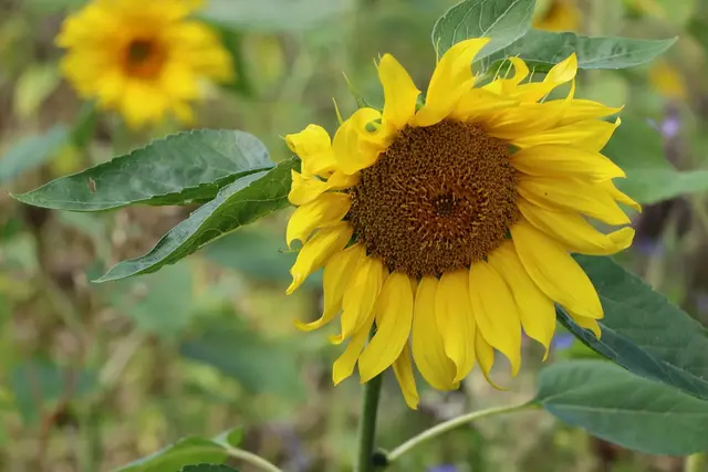Mit vielen unterschiedlichen Kooperationspartnern hat die Abteilung Bauen und Umwelt der Kreisverwaltung wieder ein lehrreiches und vielfältiges Programm zusammengestellt | Foto: Heike Schwitalla