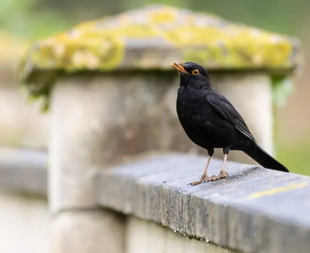 Die Amsel ist in unseren Gefilden weit verbreitet | Foto: AGUS/Stock.adobe.com
