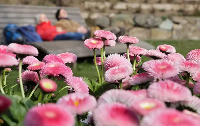Der Wochenstart wird frühlingshaft in Baden-Württemberg.  | Foto: dpa