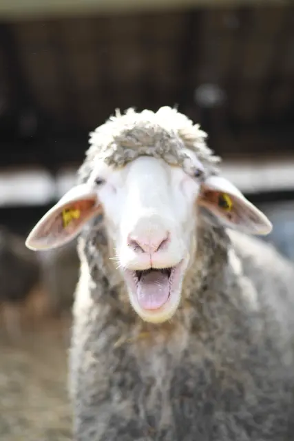 Im Mittelpunkt des Kurses steht das sichere und ruhige Handling der Schafe sowie das Erlernen verschiedener Schurtechniken | Foto: Bezirksverband Pfalz/gratis