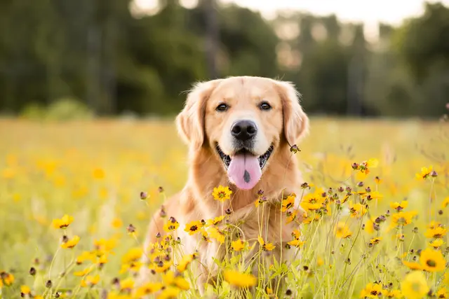 Moderne Orthopädie unterstützt Hunde, wenn sie in die Jahre kommen. Dann können Herrchen und Frauchen weiterhin mit ihnen durch die Wälder streifen. (Symbolbild) | Foto: Tanya/stock.adobe.com
