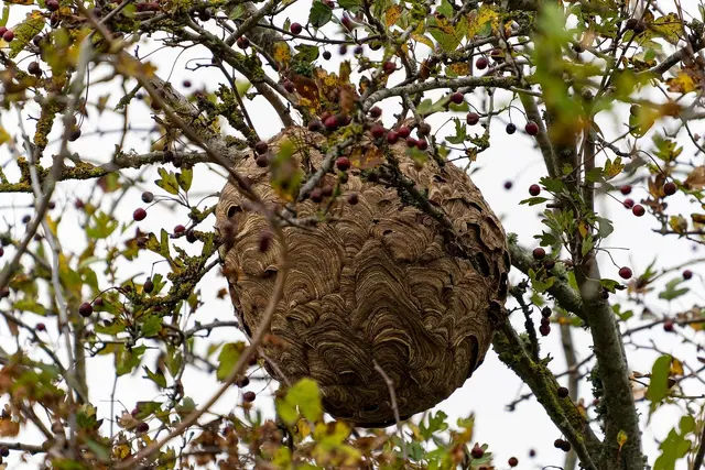 Hornissennest | Foto: apnear40