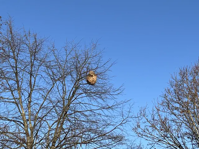 Nest in der Ernst-Barlach-Allee  | Foto: Aljoscha Kertesz