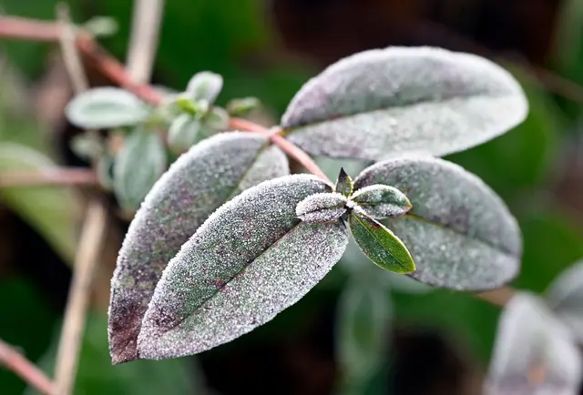 Wer aber auf Nummer sicher gehen will, der kann das eine oder andere unternehmen, um seine Pflanzen zu schützen.(Archiv) | Foto: dpa