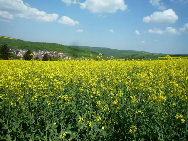 Rapsfeld in voller Blüte | Foto: Heinrich Schneider