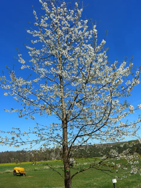 Der Frühling ist da | Foto: Heinrich Schneider