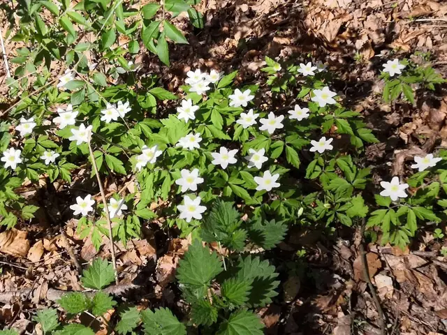 So sieht der Frühling aus | Foto: Heinrich Schneider