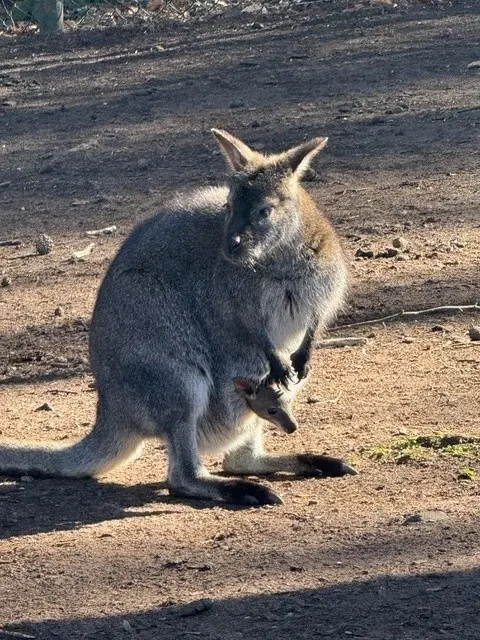 Sicher in Mamas Beutel: Bei den Kängurus im Zoo Kaiserslautern hat sich Nachwuchs eingestellt | Foto: Zoo KL/gratis