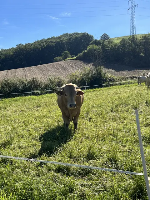 Rinderherde mit Bullen auf der Weide in Niedermoschel  | Foto: Arno Mohr 