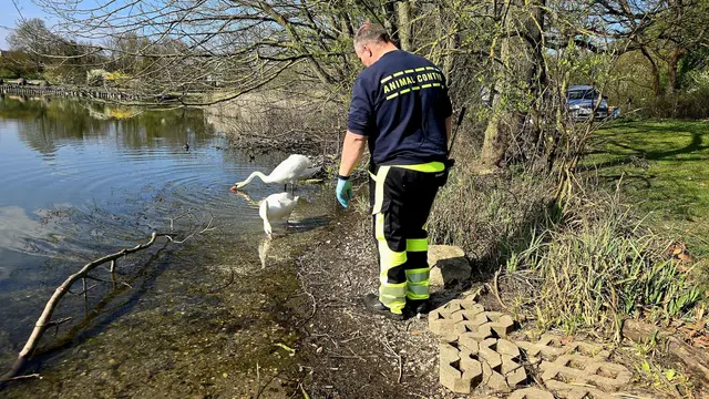 Ein Schwan in Mannheim hat wohl wegen falschen Futters einen verformten Flügel.  | Foto: dpa