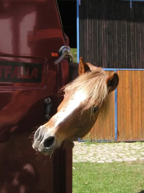 Wer Pferde im Rahmen einer wirtschaftlichen Tätigkeit transportiert, muss rechtliche und fachliche Anforderungen erfüllen | Foto: Reimann/Hofgut Neumühle/gratis