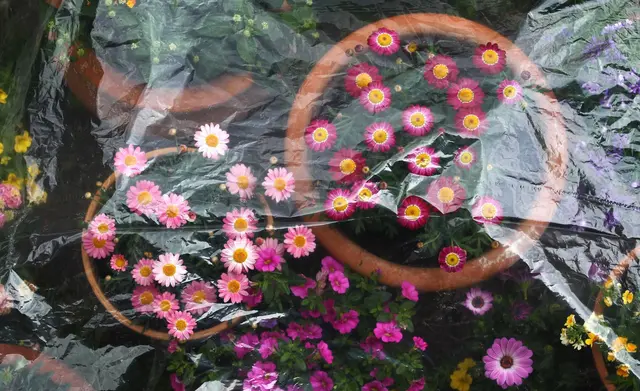 Für eine frostige Nacht lassen sich Topfpflanzen noch mal warm einpacken. (zu dpa: «Es wird wieder kälter: Welche Pflanzen jetzt Schutz brauchen») | Foto: dpa