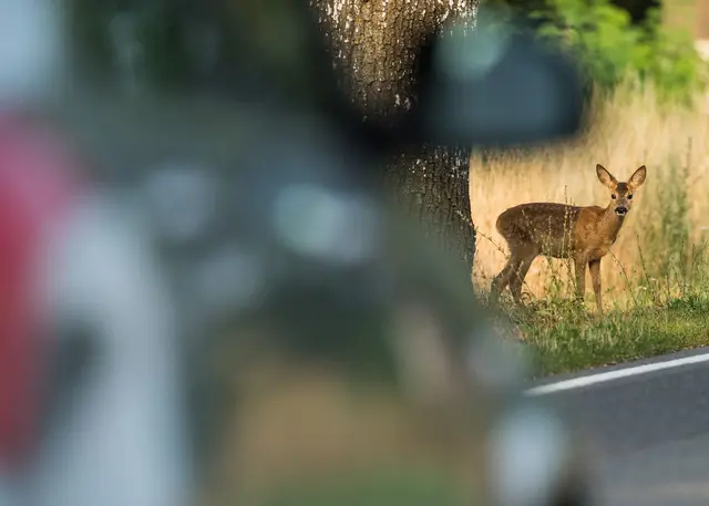 Große Vorsicht vor Wildtieren ist auf Straßen in der Nähe von Waldgebieten und Feldern geboten. (Symbolbild) | Foto: dpa