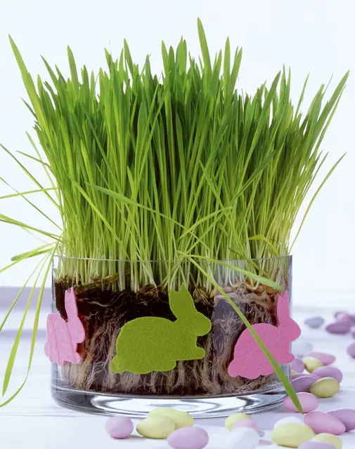 Frisches Ostergras selbst ziehen: Mit Weizen-, Gersten- oder Dinkelsamen lässt sich in nur acht bis zehn Tagen das perfekte grüne Nest für das Osterkörbchen gestalten. (zu dpa: «Frisches Ostergras in zehn Tagen selbst ziehen») | Foto: dpa