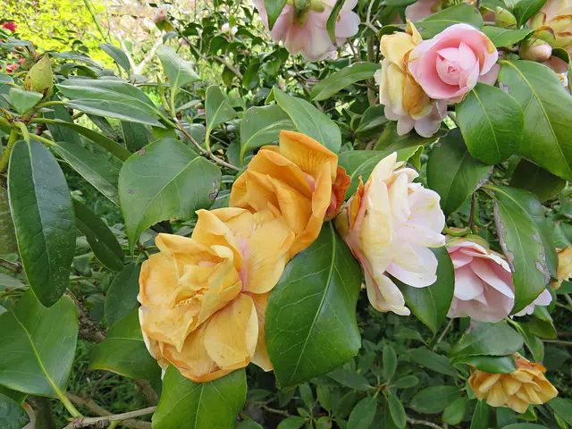 Foto: Brigitte Melder