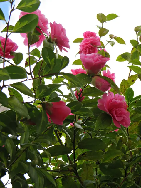 Foto: Brigitte Melder