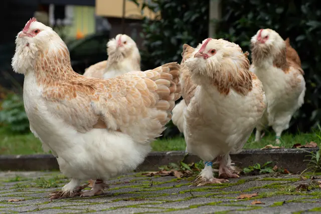 Die Veranstaltung richtet sich an Landwirte und Betriebsleiter, die bereits Legehennen halten oder den Einstieg in diesen Betriebszweig planen | Foto: Hofgut Neumühle
