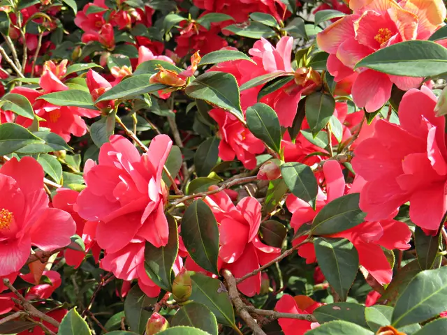 Kamelienblüten, ein Eyecatcher | Foto: Brigitte Melder