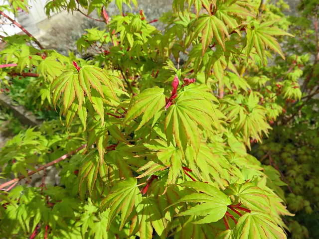 Ahorn in Kleinausführung | Foto: Brigitte Melder