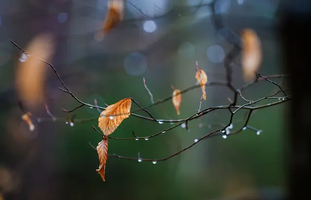 In den kommenden Tagen wird der Regenschirm zum Begleiter. (Symbolbild) | Foto: dpa