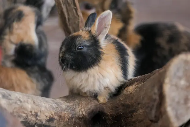 Ostergefühle pur bei den gefährdeten Japaner-Kaninchen. | Foto: Heidrun Knigge / Zoo Heidelberg