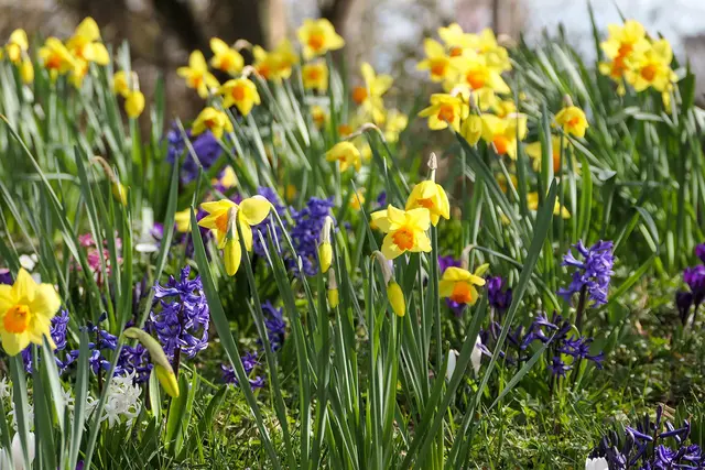 Ein Meer aus bunten Frühlingsblumen: Tausende Osterglocken, Hyazinthen und Tulpen sorgen für Frühlingsgefühle satt. | Foto: Heidrun Knigge / Zoo Heidelberg